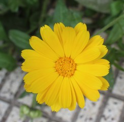 Esplendor de primavera