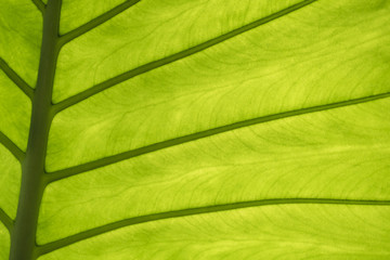 The leaf of the plant photographed at the lumen. Close-up, background.