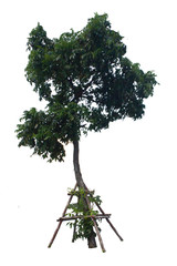 Pterocarpus macrocarpus.Tropical tree.Tree branch bracing with wood.Tree Isolate On White Background.
