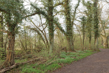 Fototapeta premium Large tree covered with ivy with green leaf climbing up. Latin name: Hedera helix