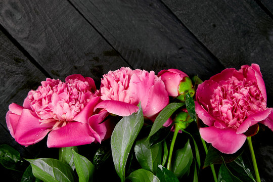 Beautiful pink peony flowers
