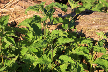 Overgrown with plants nettle old logs