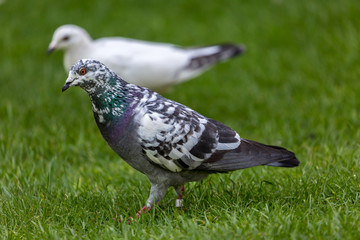 Pigeon