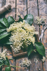 Elderflower blossom flower in wooden background. Edible elderberry flowers add flavour and aroma to...