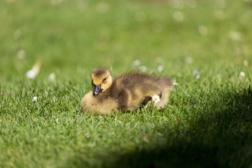 Young goose