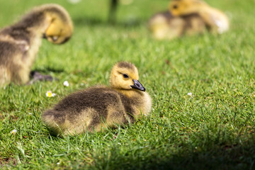 Young goose