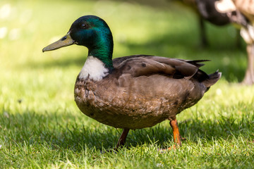 Duck