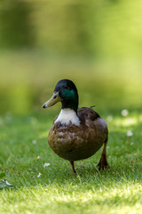 Duck