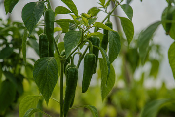 Green jalapeno, jalapeño hot  peppers on plant in greenhouse
