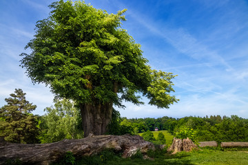 Alter großer Baum mit üppigen grünen Blättern vor blauem Himmel