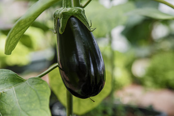 Organic eggplant on plant in greenhouse