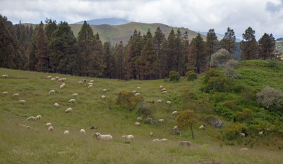 Gran Canaria, May, flock of sheep grazing