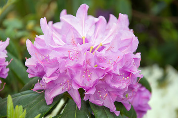 Closeup of a pink rhododendron flower with ovaries and filaments