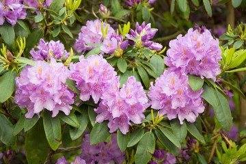 Composition of five pink rhododendron flower with buds and leaves