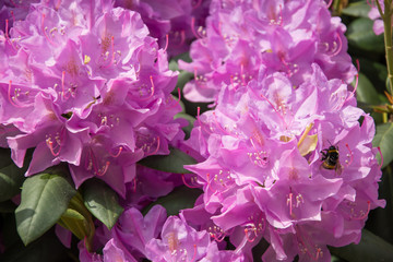 Closeup of rhododendron flowers with a bumblebee