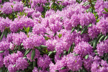 Obraz premium Rhododendron bush covered with a mass of pink flowers