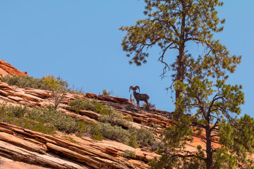 Goat in the mountain, under tree. Nature landscape of Zion National Park, USA