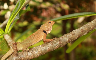 Closeup orange brown Thai chameleon on branch with natural green background