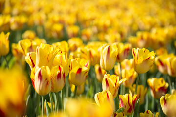 Obraz premium Closeup Field of tulips in yellow with red closeup beautiful nature photography background
