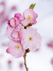 Beautiful pink cherry blossoms