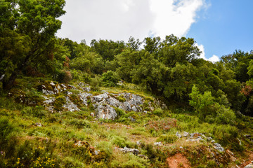 Fototapeta na wymiar Olive trees hill. Olive tree in Greece.