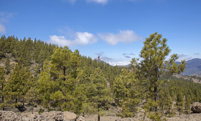 Obraz premium Gran Canaria, May