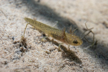 underwater photo of  a Triton larva swims in a  pond