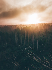 Tannenwald abgeholzt, Sonnenaufgang im Nebel, Borkenkäfer befall