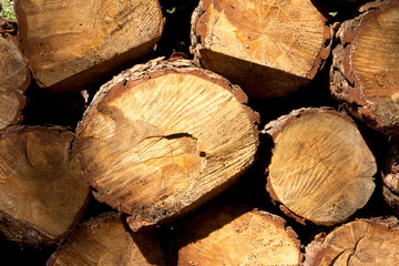 Bunch of felled and cut trees. Piled pine trunks