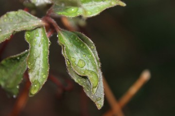 Dew Leaves