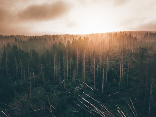Tannenwald abgeholzt, Sonnenaufgang im Nebel, Borkenkäfer befall