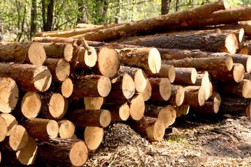 Bunch of felled and cut trees. Piled pine trunks