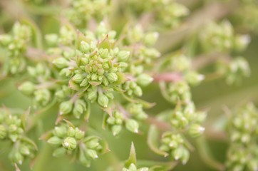 Fototapeta premium Flora of Gran Canaria - Aeonium percarneum