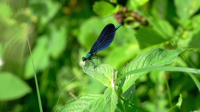 Dragonfly on branch, Banded Demoiselle, male, blue, (Calopteryx splendens) - (4K)