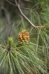Flora of Gran Canaria -   Pinus canariensis