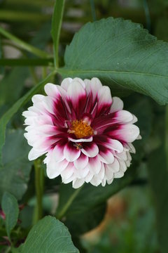 Dalia