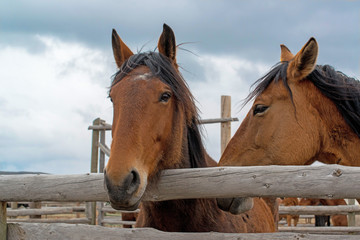 Two bay horses in wooden ranch corral