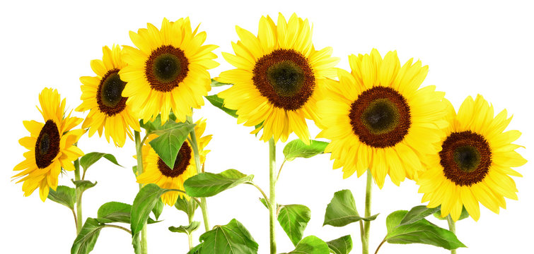 Sonnenblumen - Reihe