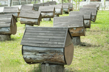 A row of bee hives in a field of flowers with an orchard behind. for the production of honey, apiary. Creative ideas.