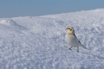 snow buntings in winter