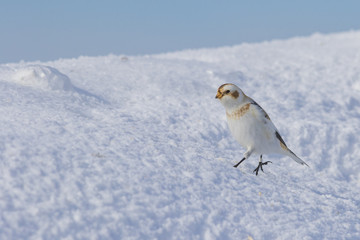 snow buntings in winter