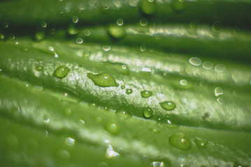 капли на листике 