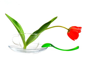 Obraz premium a blooming red Tulip flower in an empty glass transparent tea Cup and an elegant curved green spoon on a saucer on a white background