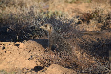 A cute meerkat is sitting in the desert of Oudtshoorn behind a big green tree, South Africa