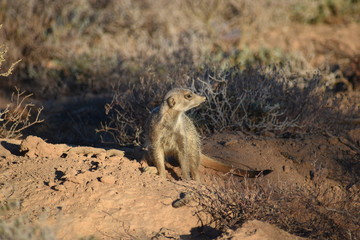 A cute meerkat is sitting in the desert of Oudtshoorn behind a big green tree, South Africa