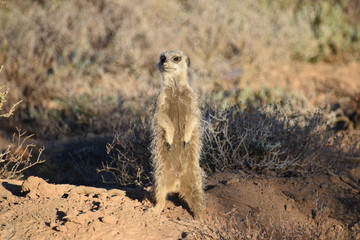 A cute meerkat in the desert of Oudtshoorn behind a big green tree, South Africa