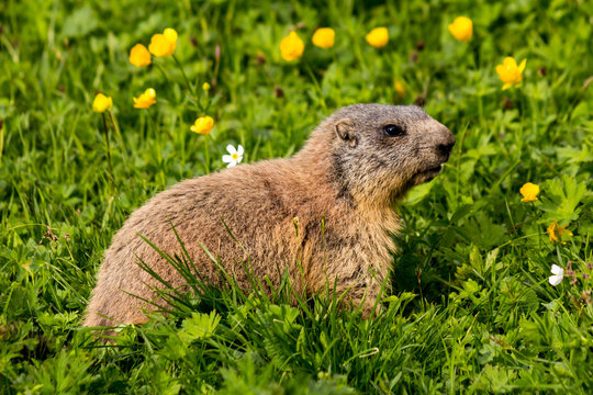Alpine marmot (groundhog) feeding on flower pasture