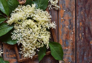 Elderflower blossom flower in wooden background. Edible elderberry flowers add flavour and aroma to drink and dessert. Sambucus nigra. Copy space