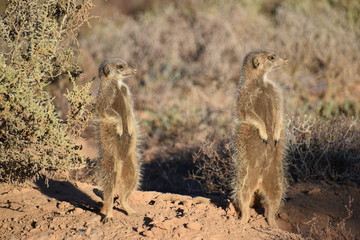A cute meerkat family in the desert of Oudtshoorn behind a big green tree, South Africa