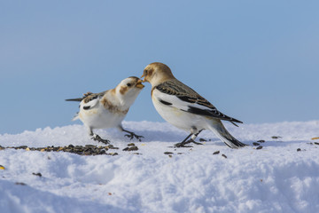snow buntings in winter